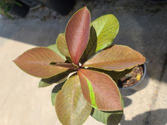 African Milk Bush