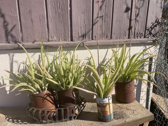 Aloe Vera $5 To $15