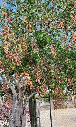 Arbol de guamuchil