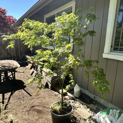 Maple Tree 
