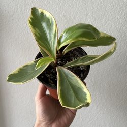 Variegated Peperomia 