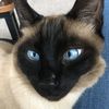 Patti