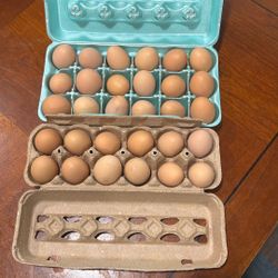 Organic Chicken Eggs Free Range Non Pasturized