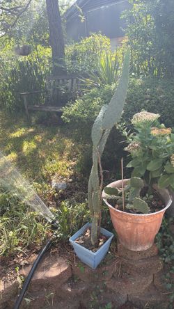 3 ft. cactus. S.W.Arl