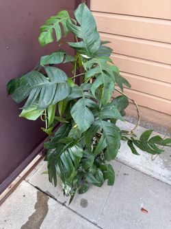 10” massive Epipremnum green form