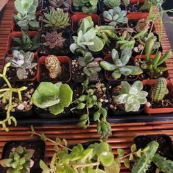 2for$5 Succulent, Cactus, Plant Variety