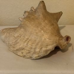 Huge Snail / shell from Golfo de México