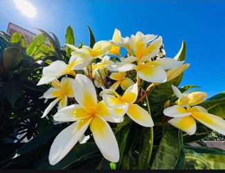 3 feet cutting fragrance plumeria