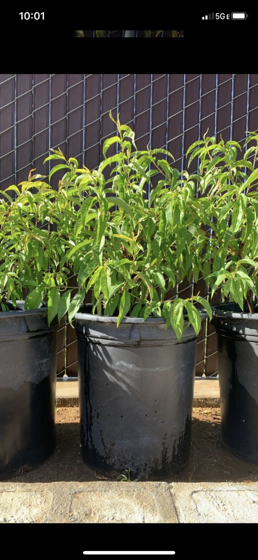 Nectarine fruit trees for Sale in Oak Hills, CA OfferUp