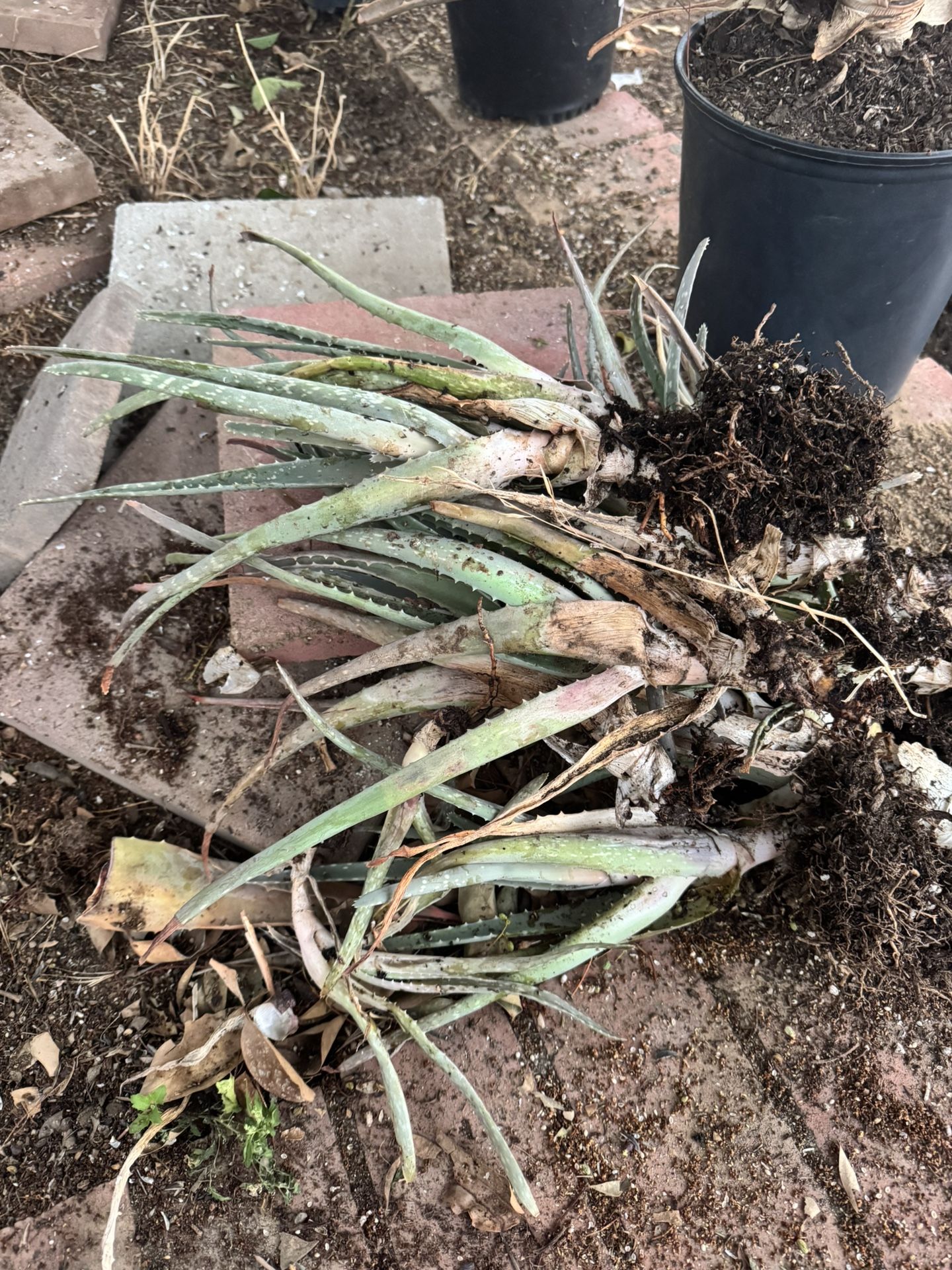Free Aloe Vera Sábila