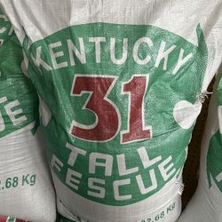 Kentucky Tall Fescue 
