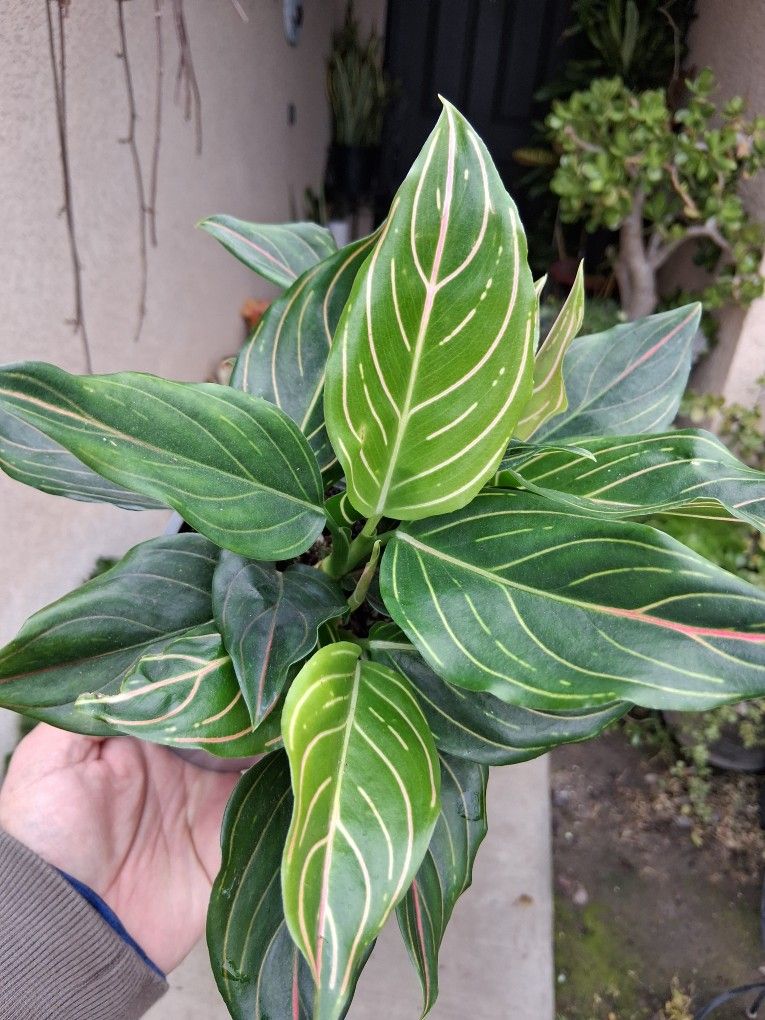 Aglonema RED VEIN Plant $35