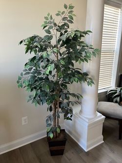 6 Foot artificial Ficus Tree
