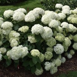 Annabelle Hydrangea