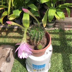 Cactus ? Can You Identify ? Would Like To Know.Echinopsis Tubiflora ?