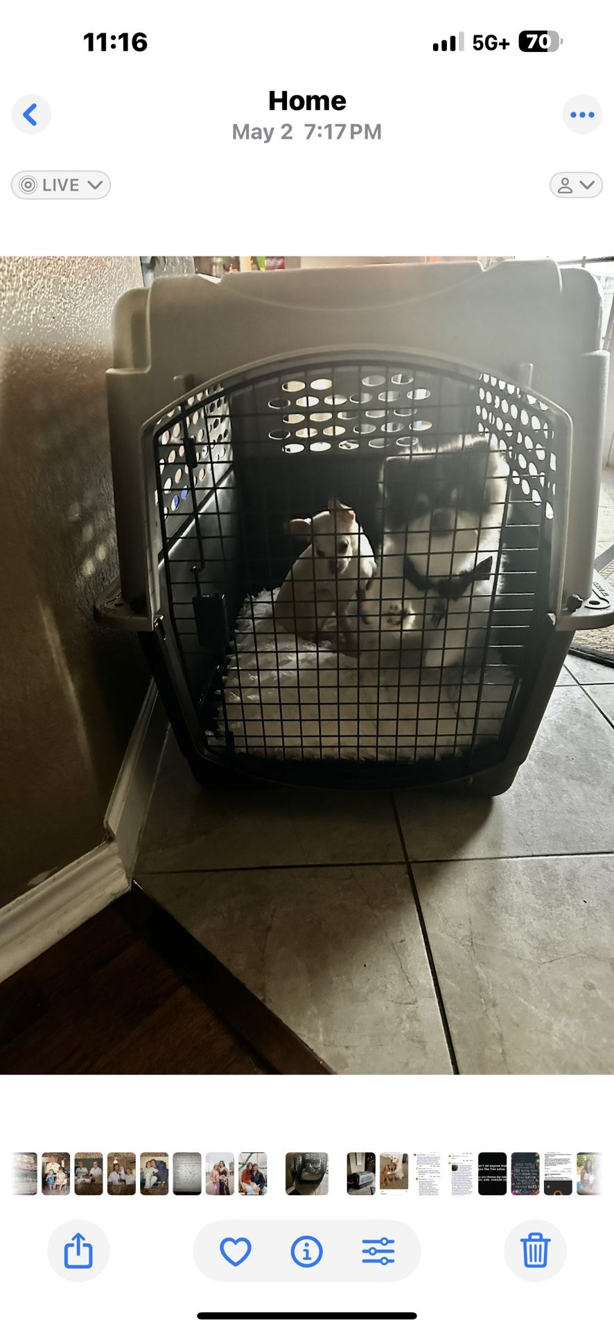 Large Dog Crate For Sale