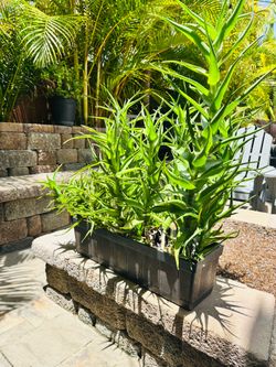 Planter box 24x6 with aloe succulents