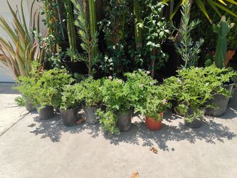 Citronella Plants