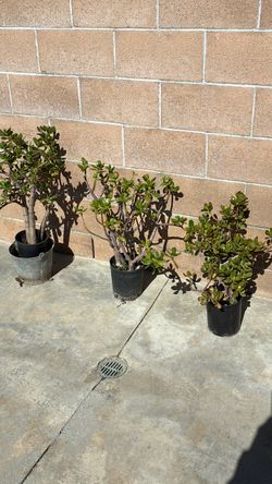 Plant