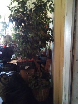 Fake trees...