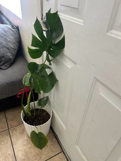 Monstera