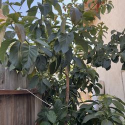 Plantas De Aguacate 