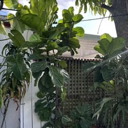 Fiddle leaf tree 