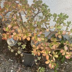 Huge Planter.  With Growing Succulents 