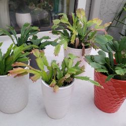 Holiday Cactus In A Ceramic Pot @$12 each