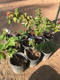 Thornless Red Raspberry Plants