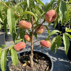 Fruit Trees / Árboles Frutales