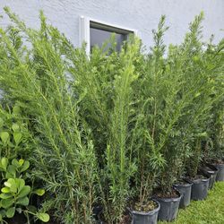 huge Podocarpus Over 6 feet tall Instant probabilidad Hedge For Fence