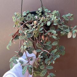 6” pellonia watermelon