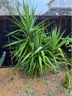 XXL Yucca plant; desert, landscape, garden, gardening , drought, tolerant, xeriscape;