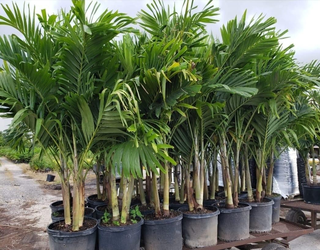 Spectacular Christmas Palms 6 Feet Tall!! Single, Double And Triple!!! Adonidias Plants.