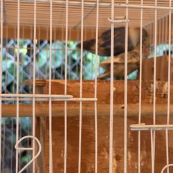 Bird Cage 