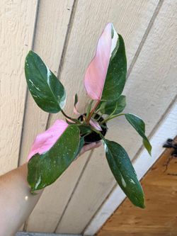 5” white princess philodendron