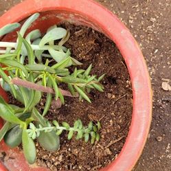 Planta
