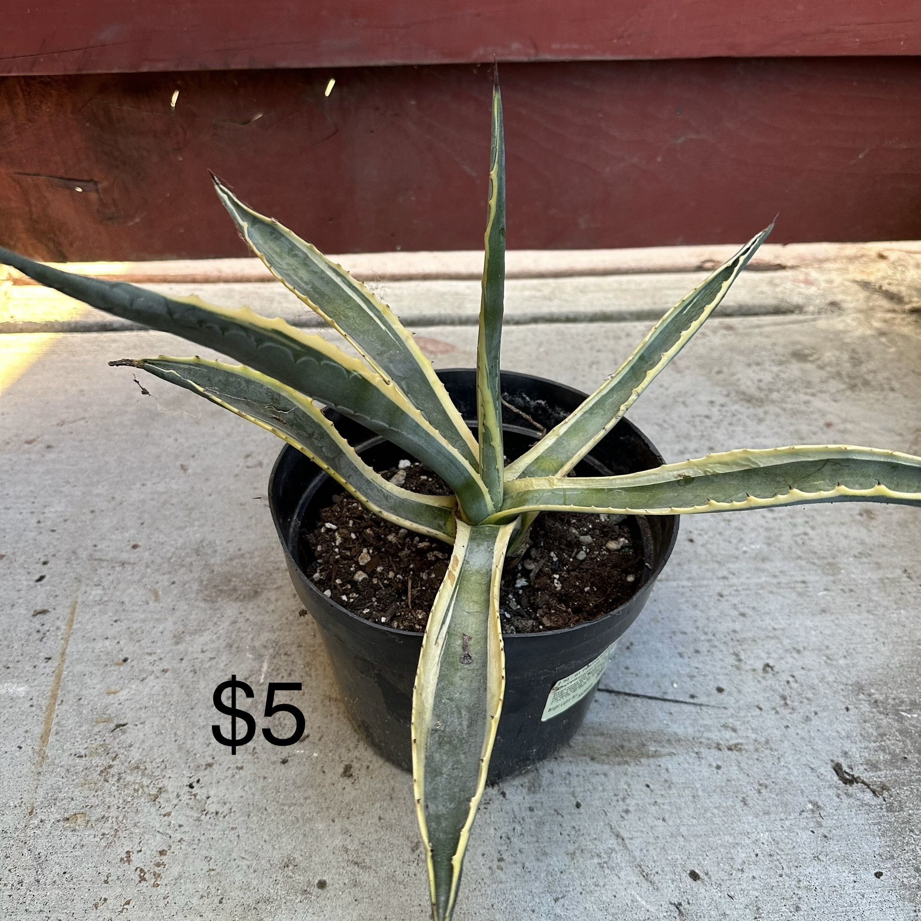 Agave