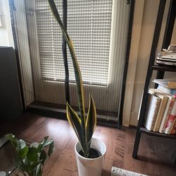 Snake Plant with pot [moving out sale]