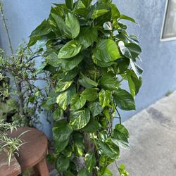 Pothos Xgrande Plants Indoor