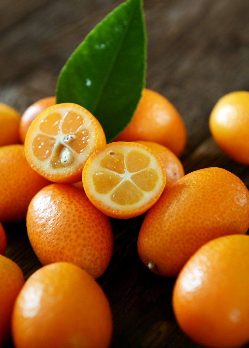 Grafted Nagami Kumquat Trees 😃😃🌿🌿😃😃🍊🍊