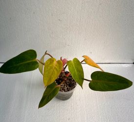 Philodendron Painted Lady