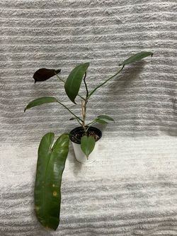 Philodendron Atabapoense Live Plant