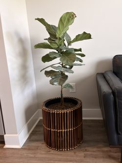 Fiddle Leaf Fig Ficus Lyrata Standard House plant in 10 Inch(es)  & Pot