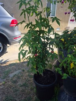 Original chinese lantern plant red TALL