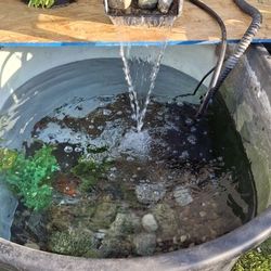 Fish Pond 