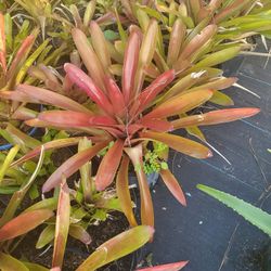 Bromelias For The Sun Easy To Care 3gal
