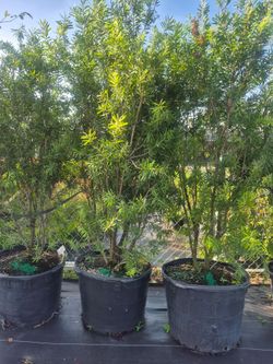 BOTTLE BRUSH TREE 30 gallons