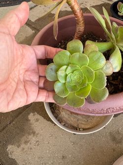 Aeonium plant root  cutting 1pc, no pot